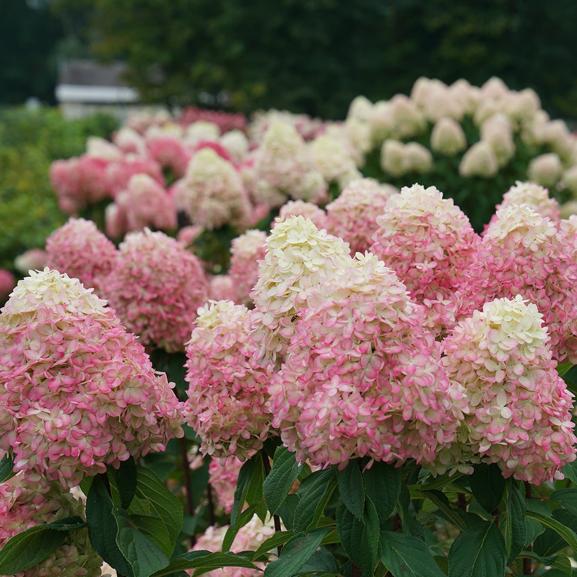 Close up of limelight prime's blooms transitioning from cream to creamy white and pink in fall. 