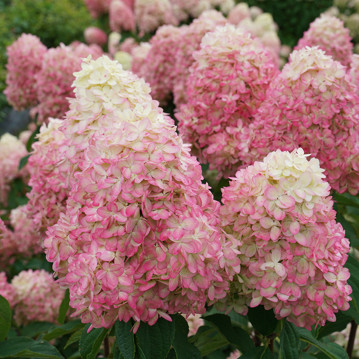 Close up of limelight prime's blooms transitioning from cream to creamy white and pink in fall. 