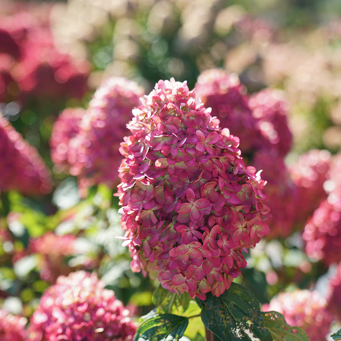 Close up of limelight prime's blooms transitioning from creamy white and pink to rich red in fall. 