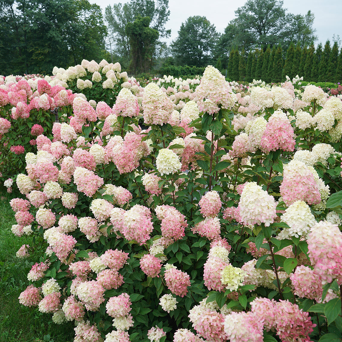 Limelight prime's creamy white and pink blooms in fall.