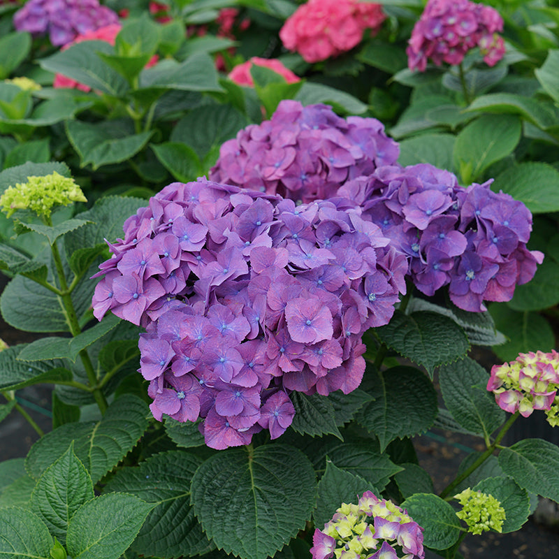 L'hortensia à grandes feuilles Let's Dance Big Band™ présente des fleurs extra-larges aux couleurs rose et violet saturées. 