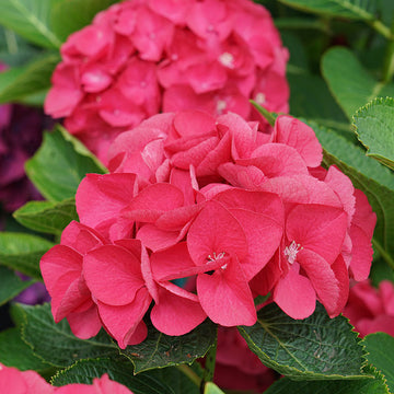 hydrangea-macrophylla-wee-bit-