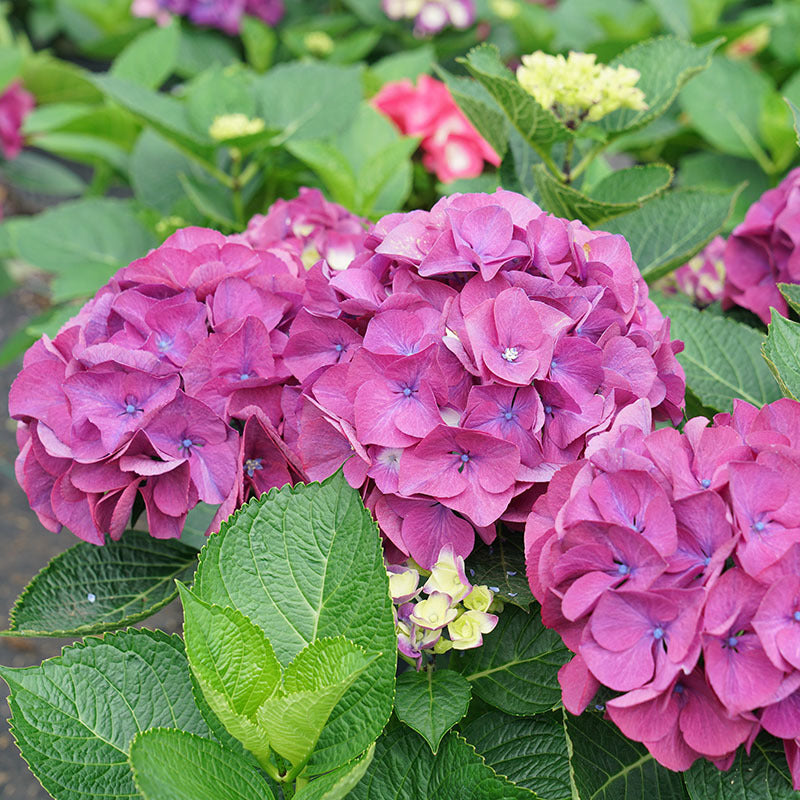 Wee Bit Giddy® Bigleaf Hydrangea For Sale | Proven Winners – Great