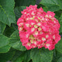 Wee Bit Grumpy Bigleaf Hydrangea are disease resistant and no pruning needed
