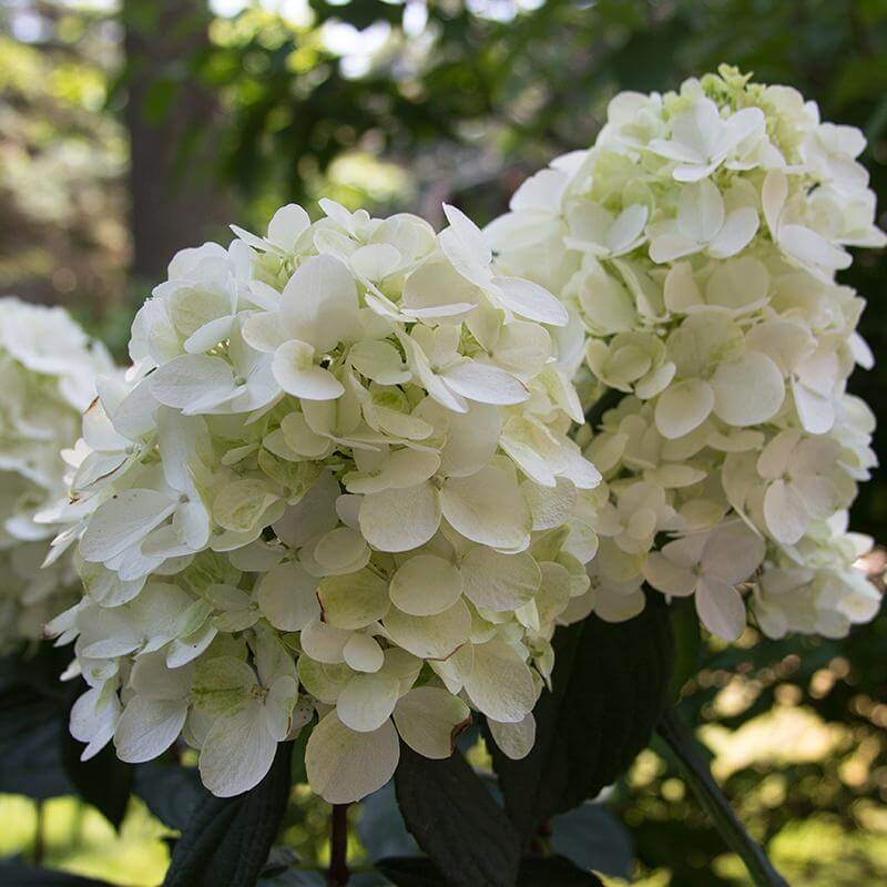 Close-up of large white Fire Light Panicle Hydrangea blooms. 