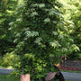 Climbing Hydrangea with large white flowers and green foliage on a tree. 