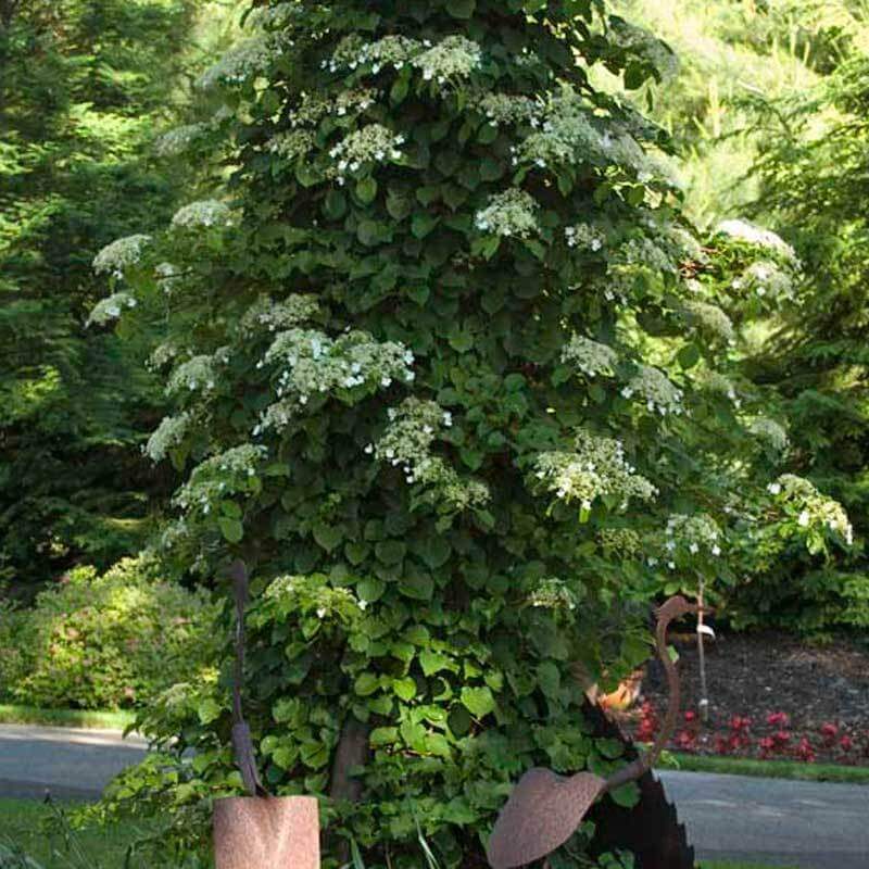 Climbing Hydrangea with large white flowers and green foliage on a tree. 