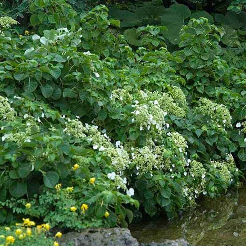 Climbing Hydrangea with large white flowers and dark green glossy leaves. 