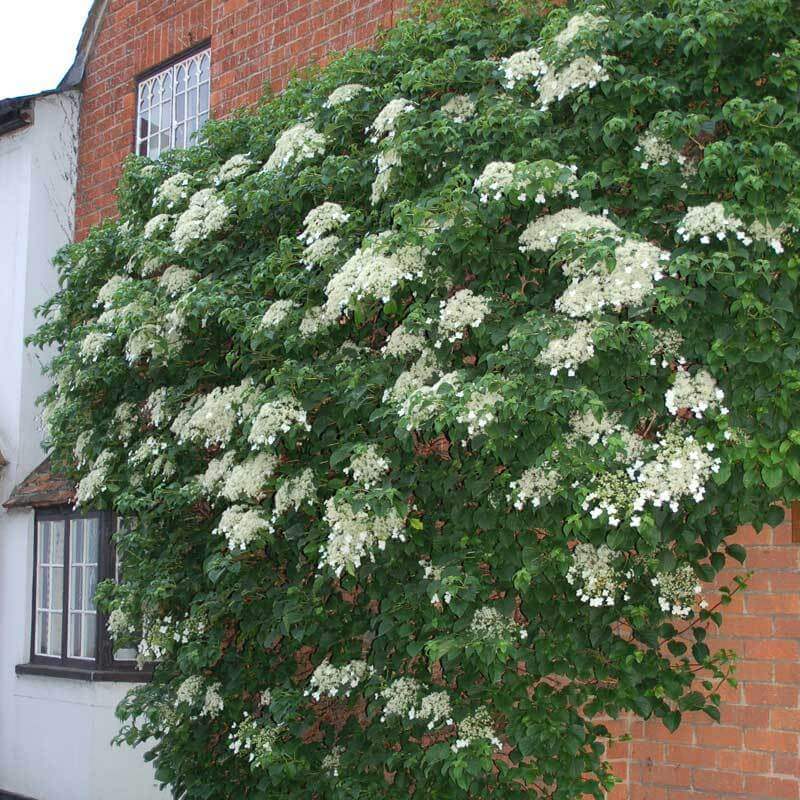 Climbing Hydrangea growing on a red brick wall. 