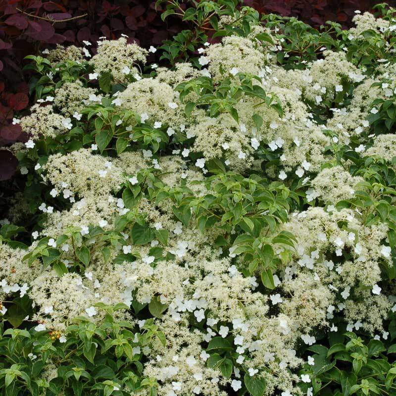 Close-up of the large white flowers of Climbing Hydrangea. 