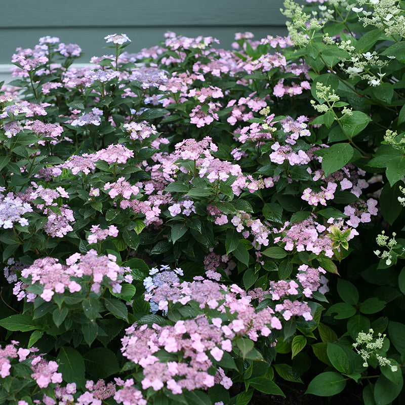 Tiny Tuff Stuff hydrangea with lace-cap blooms in a garden. 