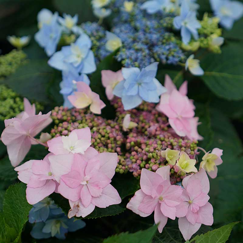 Close-up of Tuff Stuff Ah-Ha hydrangea's bright lace-cap bloom. 