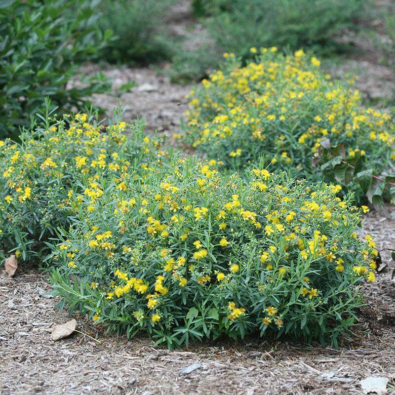 Festival Mounds of Blues : Millepertuis aux fleurs jaune vif. 