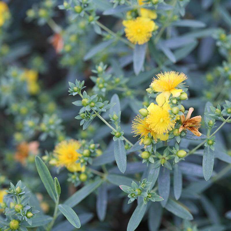 Gros plan sur les fleurs jaune vif du millepertuis « Blues Festival » qui se détachent sur un feuillage bleu frais. 