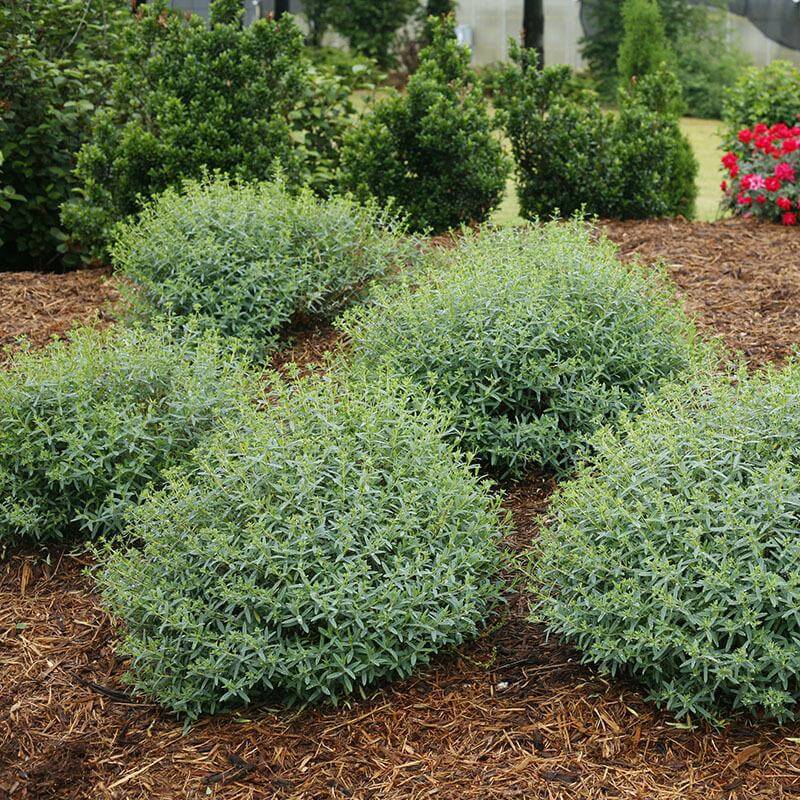 Festival Mounds of Blues : Millepertuis au feuillage bleu frais dans un jardin. 