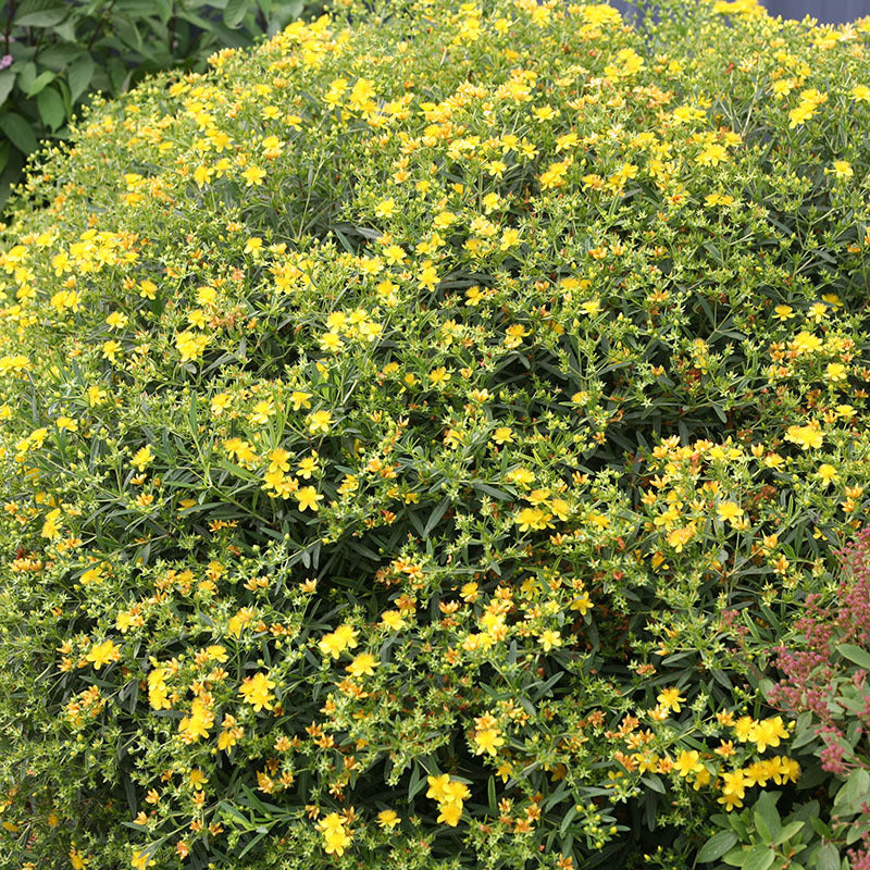 Sunny Boulevard St. John's Wort has abundant yellow sunburst blooms