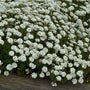 Tahoe Candytuft with large white flowers floating above floating above fine green foliage. 