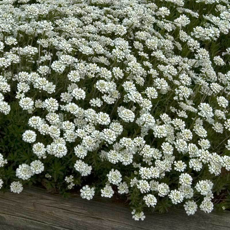 Tahoe Candytuft with large white flowers floating above floating above fine green foliage. 