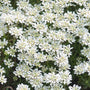 Close-up of Tahoe Candytuft with large white flowers. 