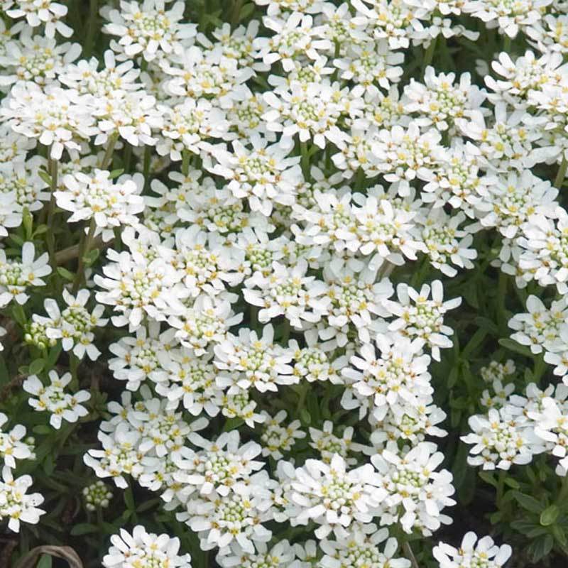 Close-up of Tahoe Candytuft with large white flowers. 