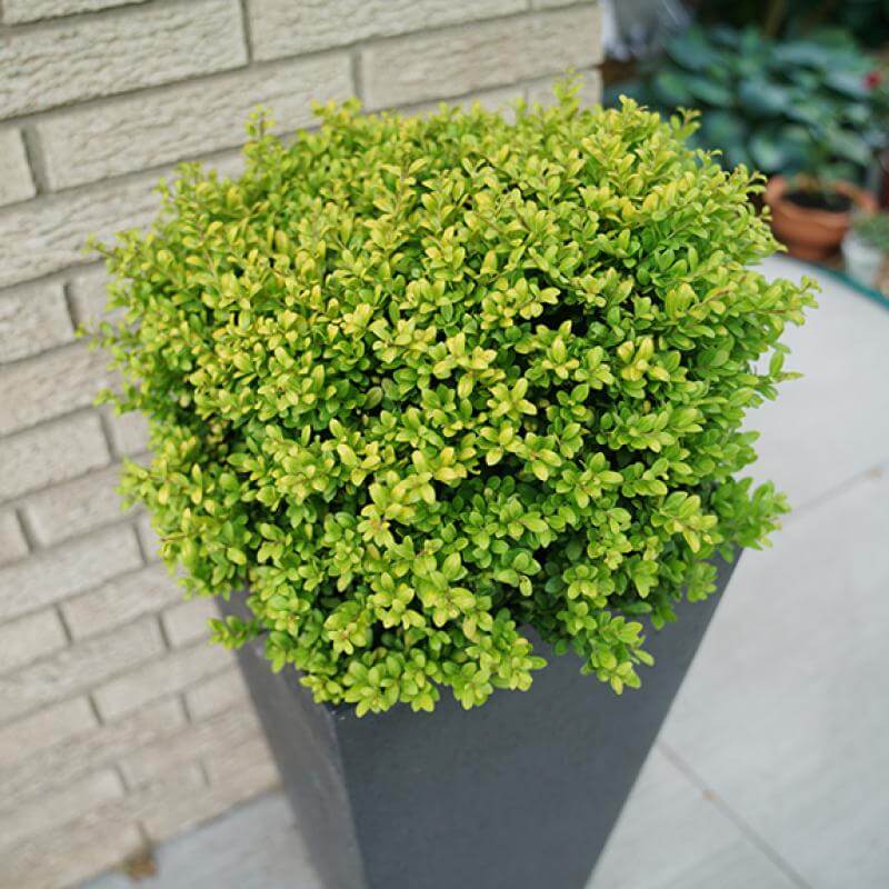 Houx japonais à boucle en laiton et feuillage doré dans un pot noir. 