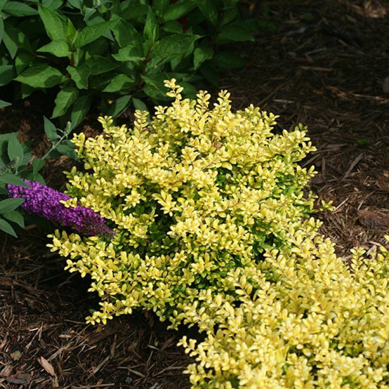 Boucle en laiton. Houx japonais au feuillage doré brillant dans un paysage. 