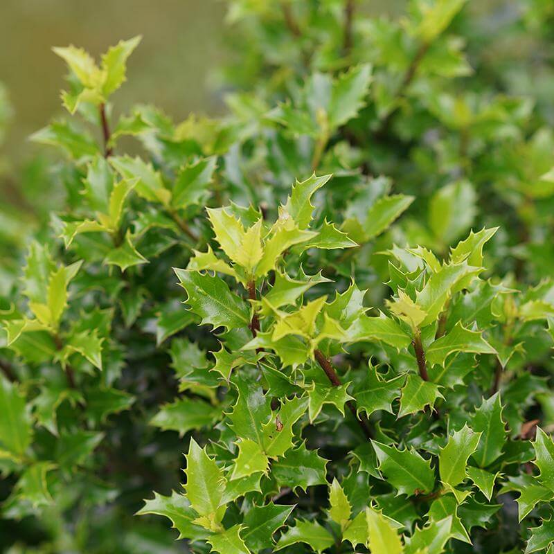 Close-up of Castle Keep Blue Holly's handsome dark green foliage. 