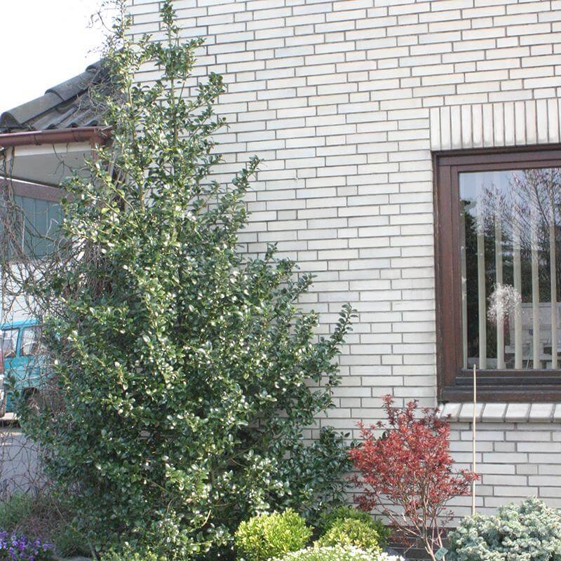Castle Spire Blue Holly with a pyramidal habit planted next to a building. 