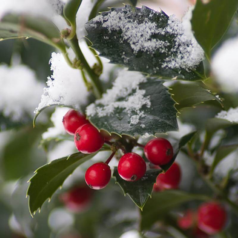 Close-up of Castle Spire Blue Holly's vibrant red berries and green foliage covered in snow. 