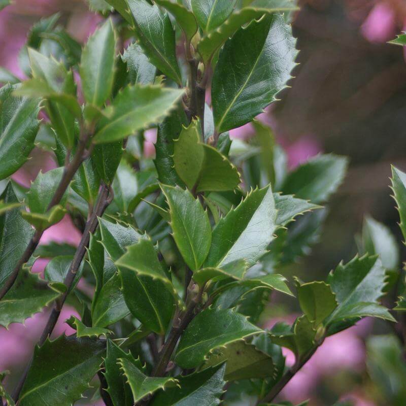Gros plan sur le feuillage vert éclatant du houx bleu Castle Wall. 