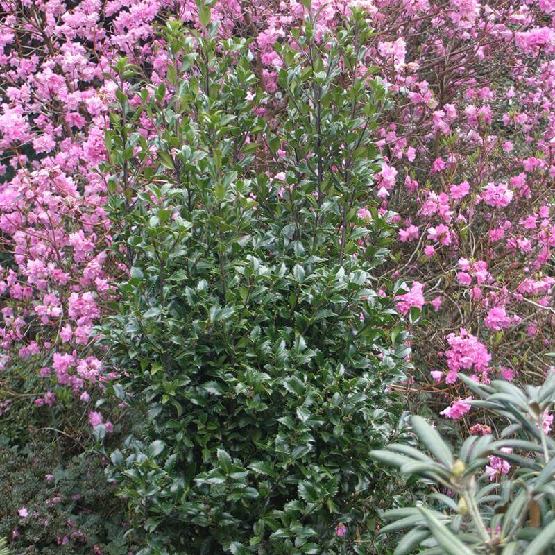 Houx bleu Castle Wall, au beau feuillage vert et au port cylindrique. 