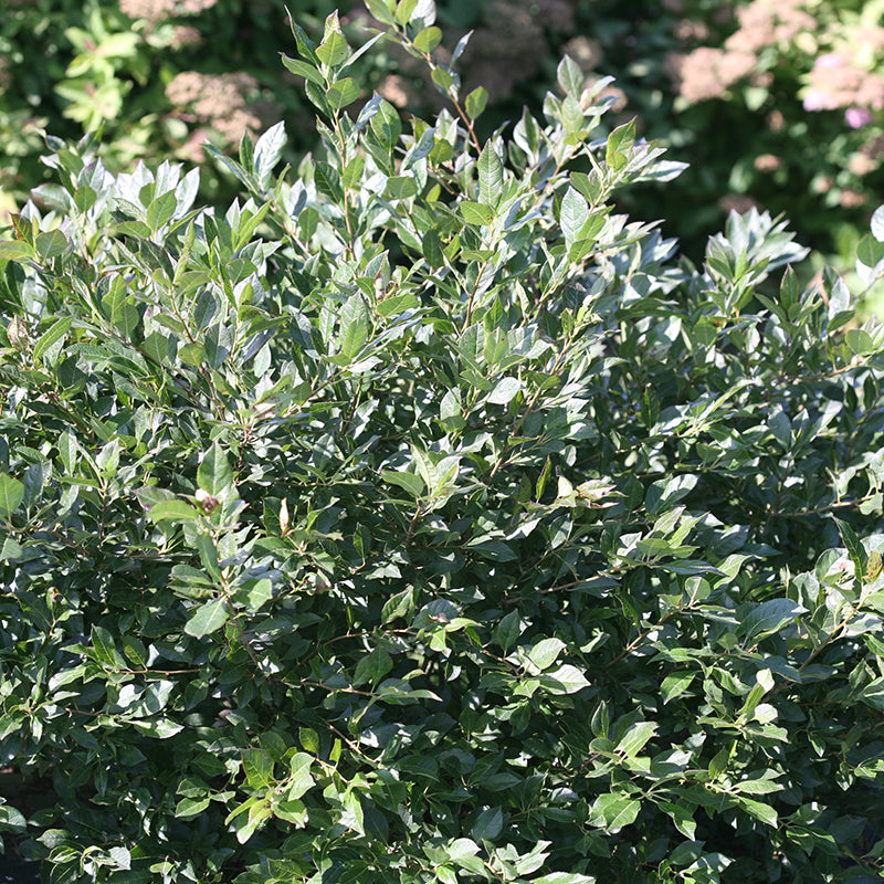 Le houx Little Goblin® Guy Winterberry a de petites fleurs blanches au printemps. 