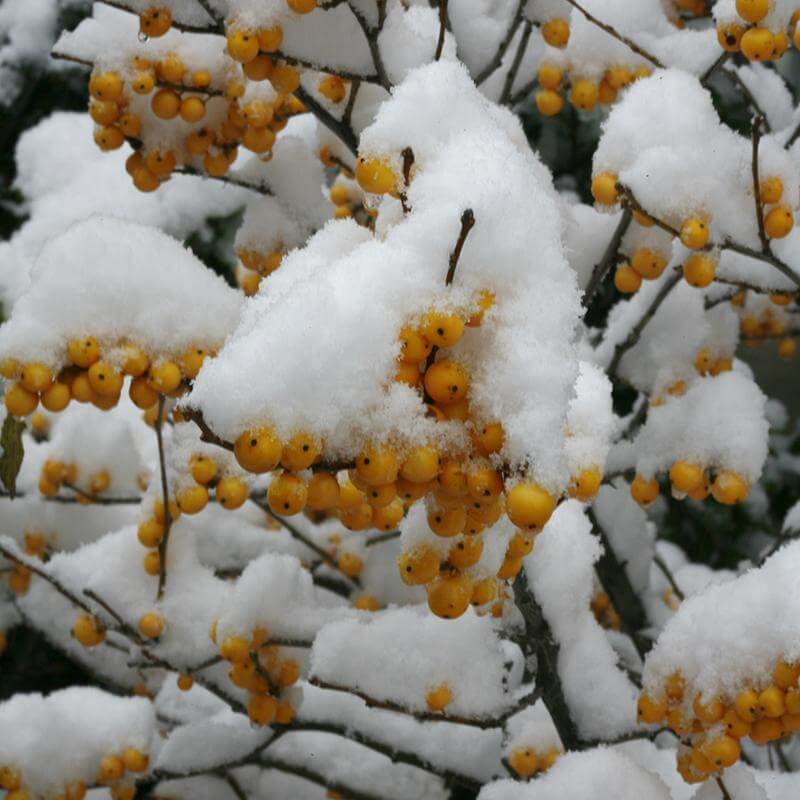 Proven Winners Winterberry Holly - Thumbnail 2