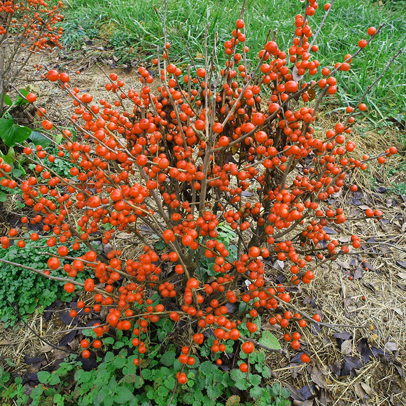 Little Goblin® Orange Winterberry Holly needs male pollinator nearby. 
