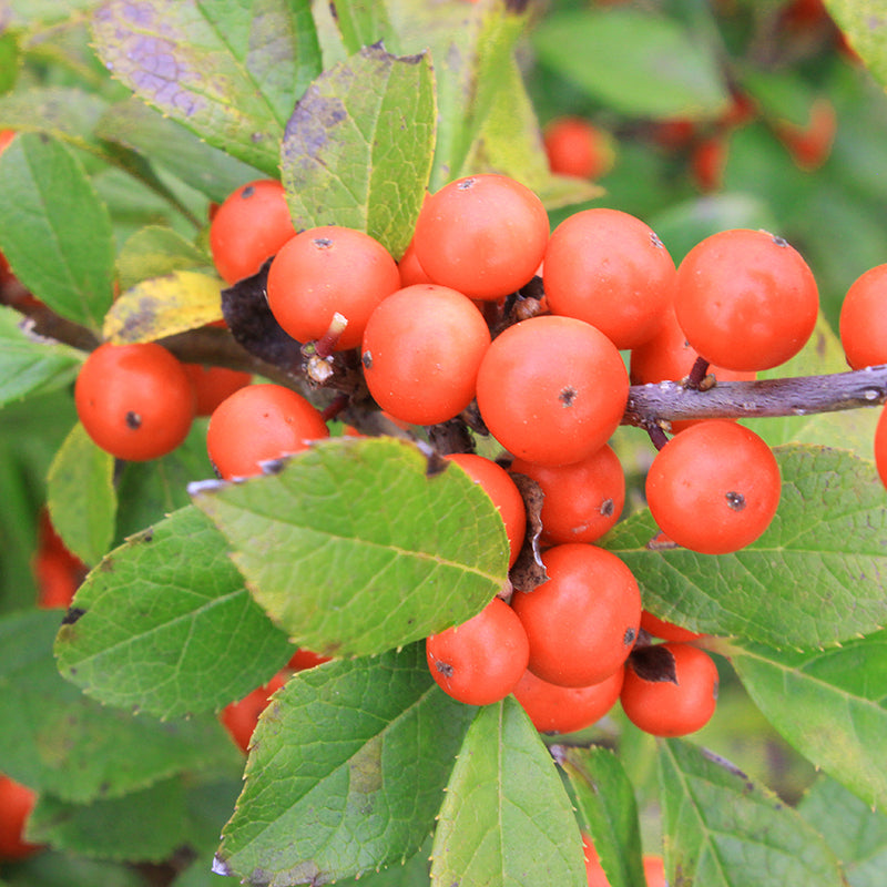 Little Goblin® Orange Winterberry Holly has tiny white flowers in late spring and orange berry in fall and winter. 