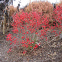 Little Goblin® Red Winterberry Holly  needs a male pollinator.