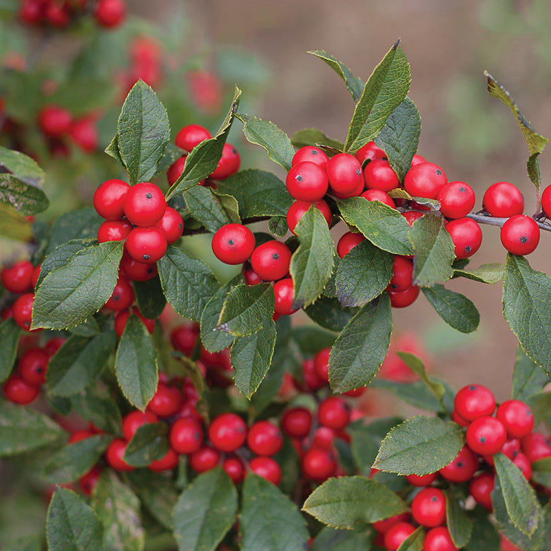 Little Goblin® Red Winterberry Holly has red berry-laden branches in fall and winter. 