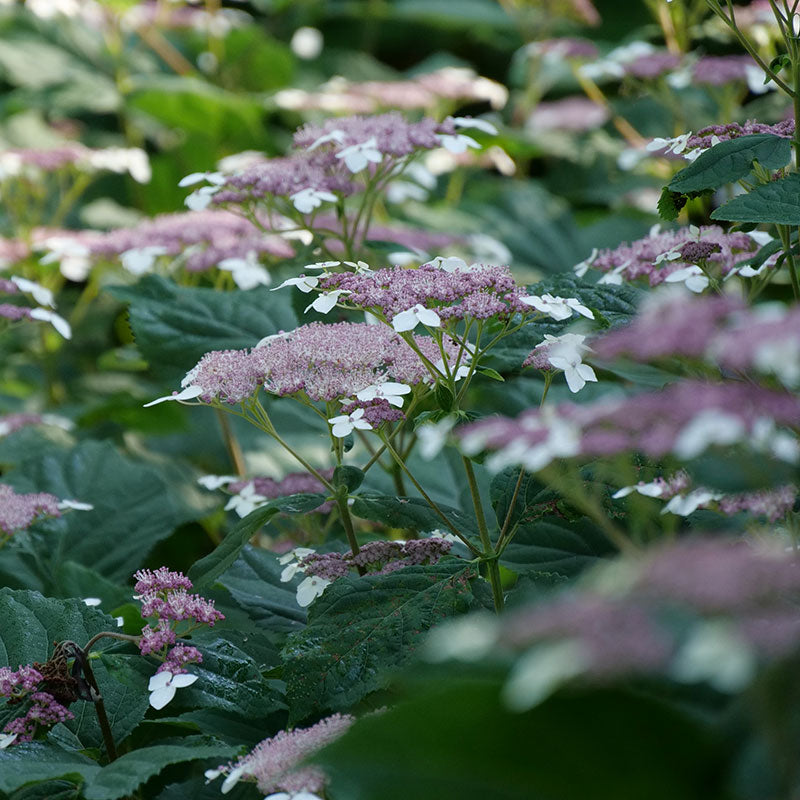 Invincibelle Lace Smooth Hydrangea with plum-purple lace cap flowers. 