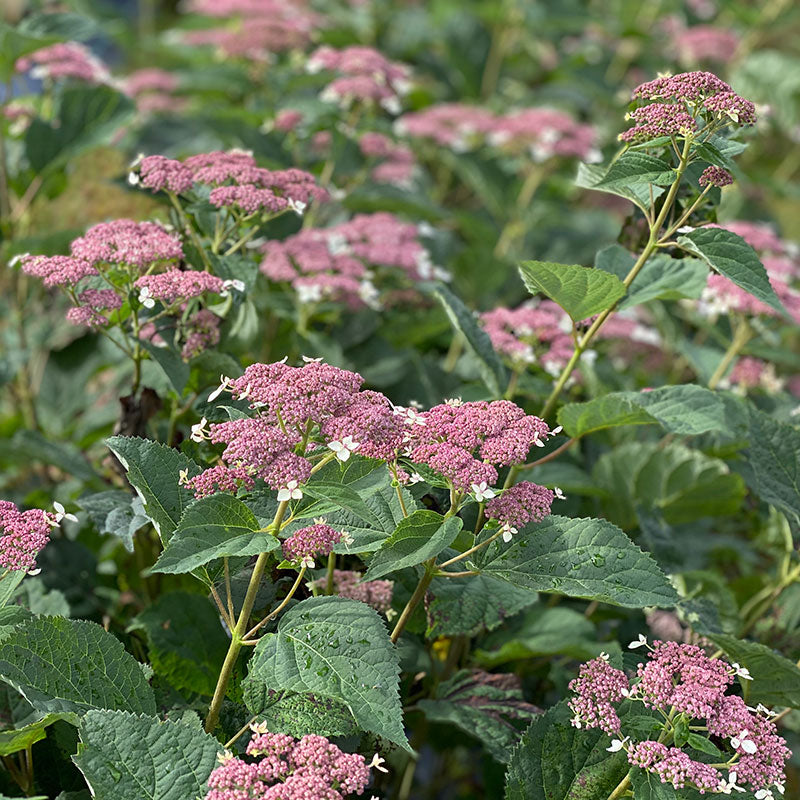 Close-up of Invincibelle Lace Smooth hydrangea's plum purple lace cap flowers. 