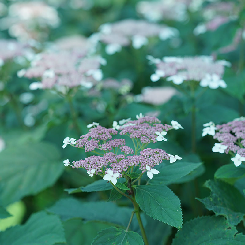 An Invincibelle Lace Smooth Hydrangea bloom. 