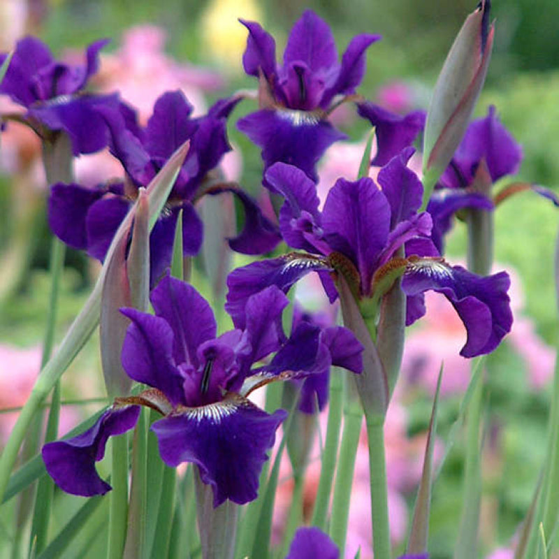 Iris de Sibérie Ruffled Velvet aux fleurs d'un violet éclatant, teintées de rouge et de blanc. 