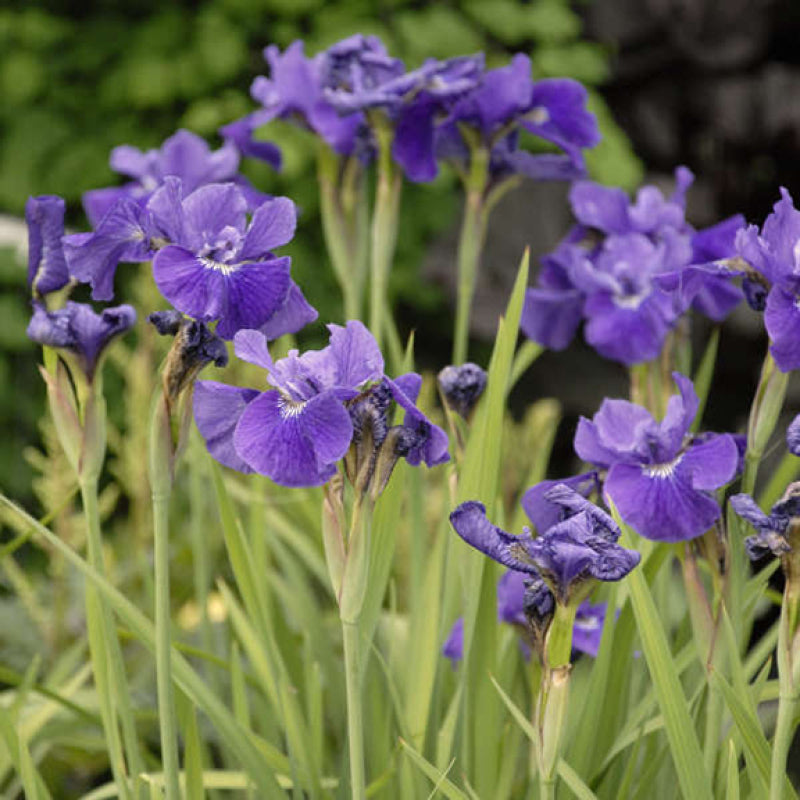 L'iris de Sibérie Ruffled Velvet, d'un violet éclatant, est en pleine floraison. 