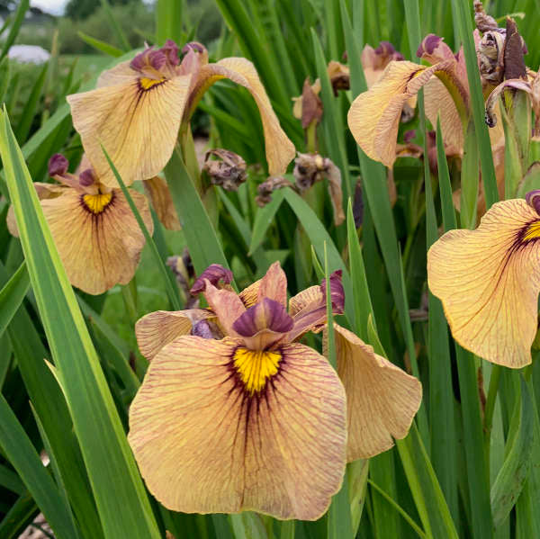Yarai' Japanese Iris | Perennials – Great Garden Plants