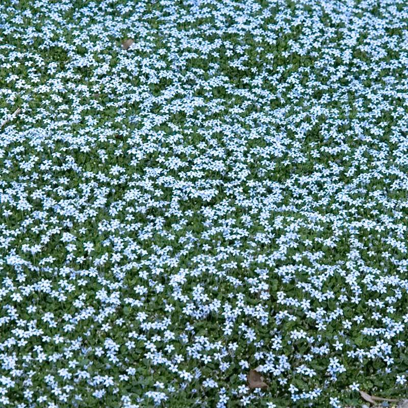Blue Star Creeper with abundant starry blue flowers on lush green leaves. 
