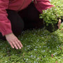 A person kneeling on a carpet of Blue Star Creeper with a nursery pot in a landscape. 