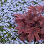 Blue Star Creeper surrounding a deep red-purple coral bells. 