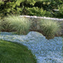 Carpet of Blue Star Creeper surrounding ornamental grasses in a landscape. 