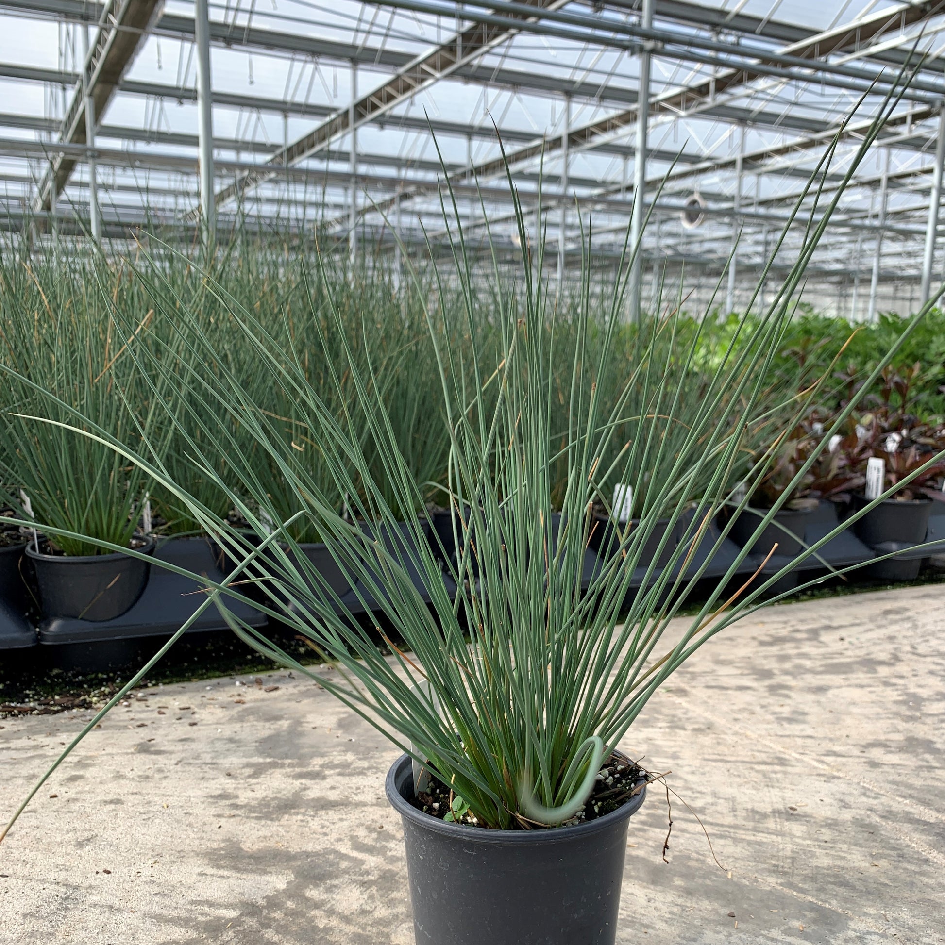 Blue Arrows Rush in a nursery pot in the greenhouse in front of flats of other plants. 