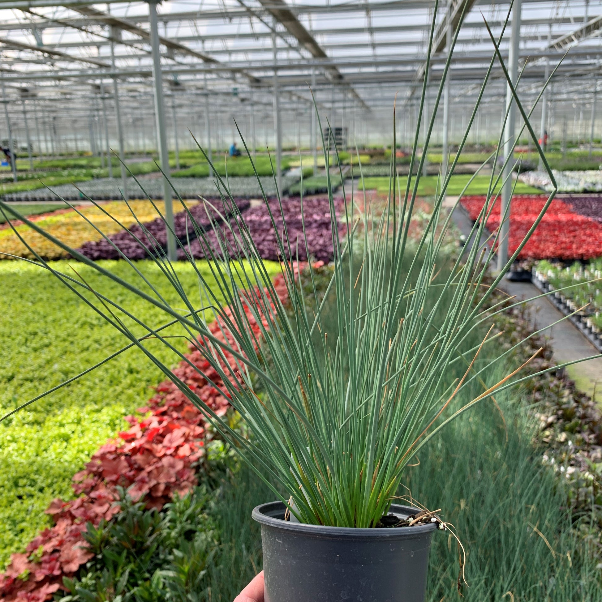Someone holding a Blue Arrows Rush pot overlooking Great Garden Plants' greenhouse. 