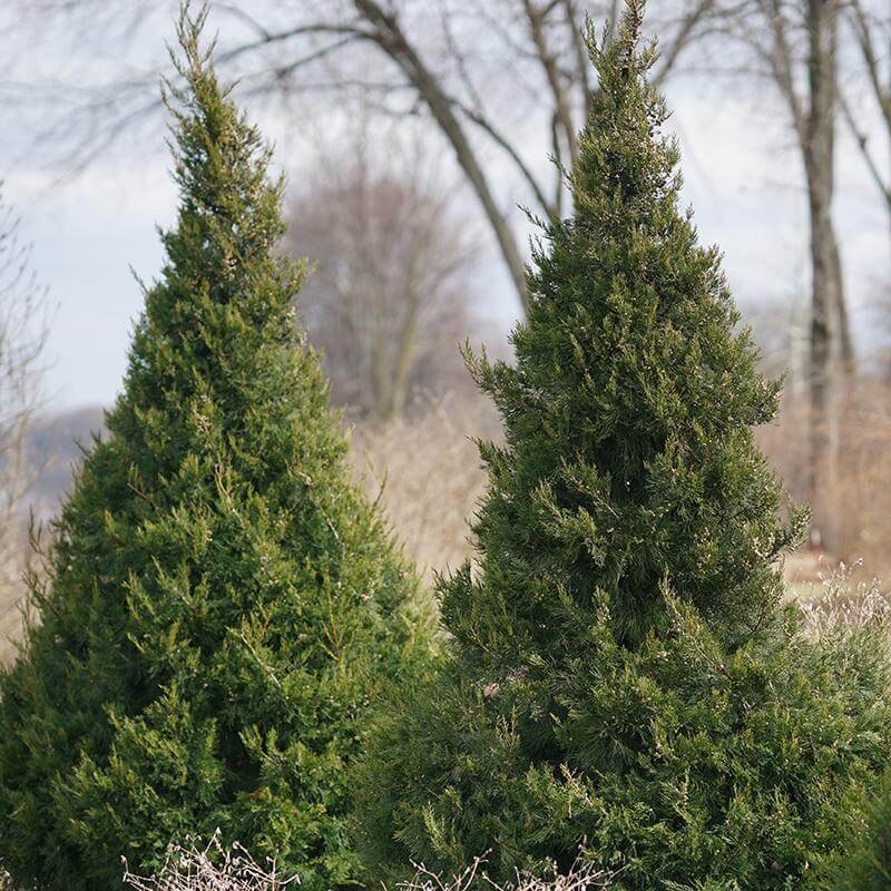 Gin Fizz Juniper with handsome green foliage in a landscape. 